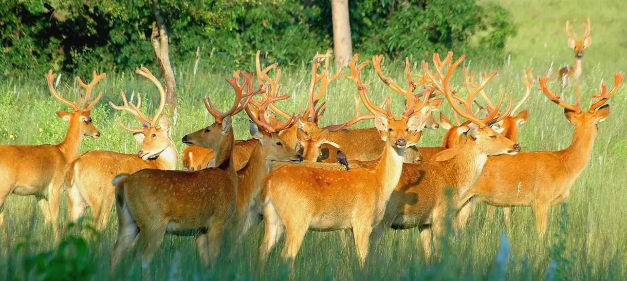 The Barasingha Comeback: A Conservation Triumph