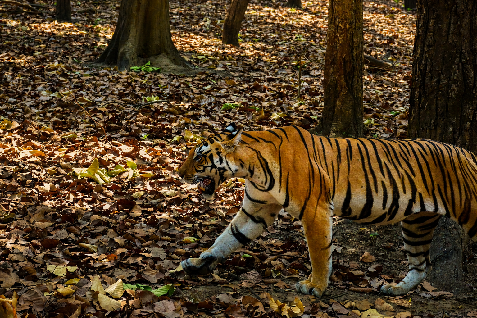 Royal Bengal Tiger