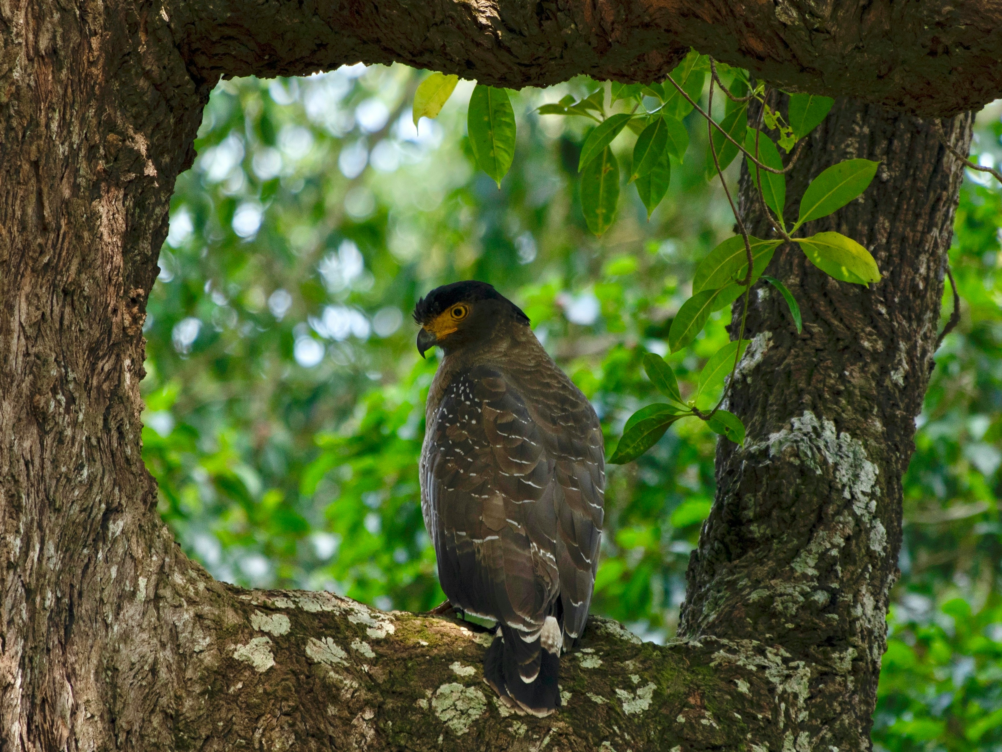 Crested Serpent Eagle