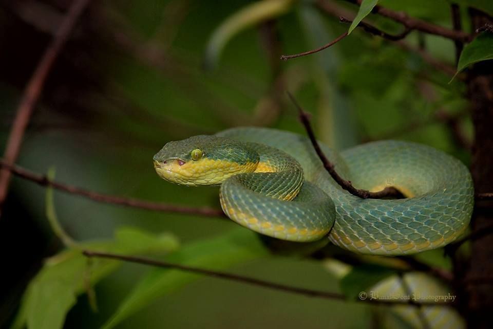 Bamboo Pit Viper