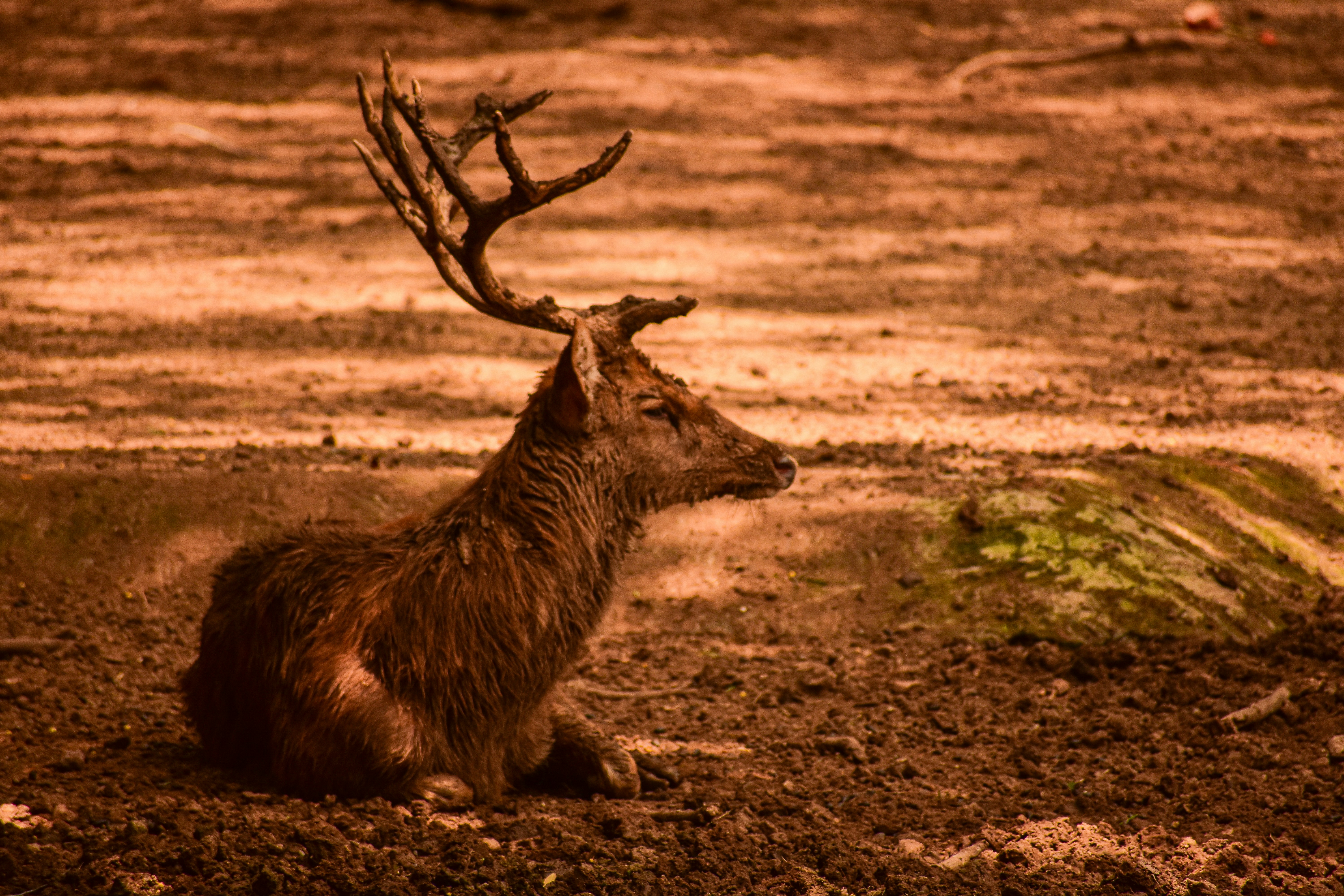 Barasingha (Swamp Deer)