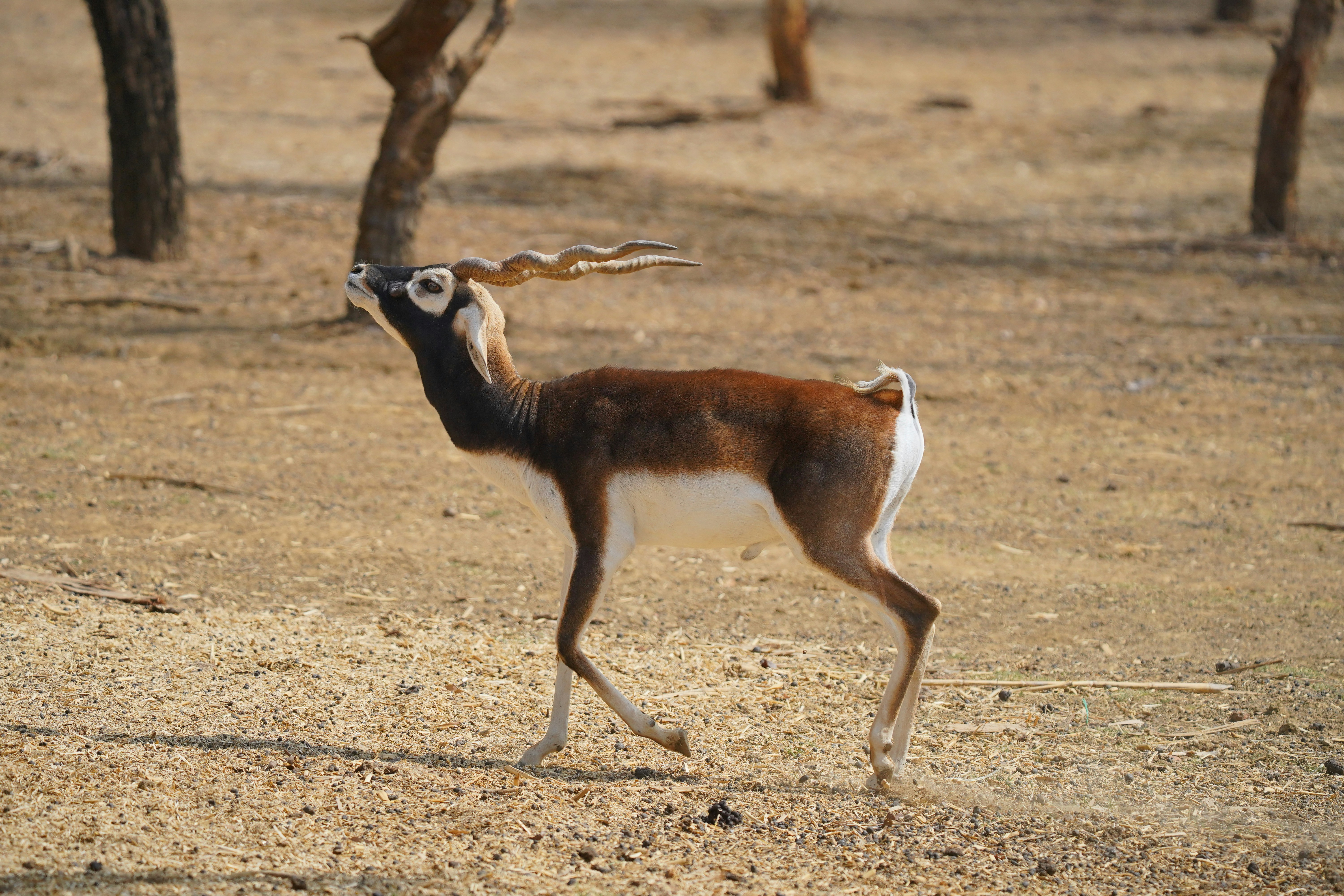 Blackbuck