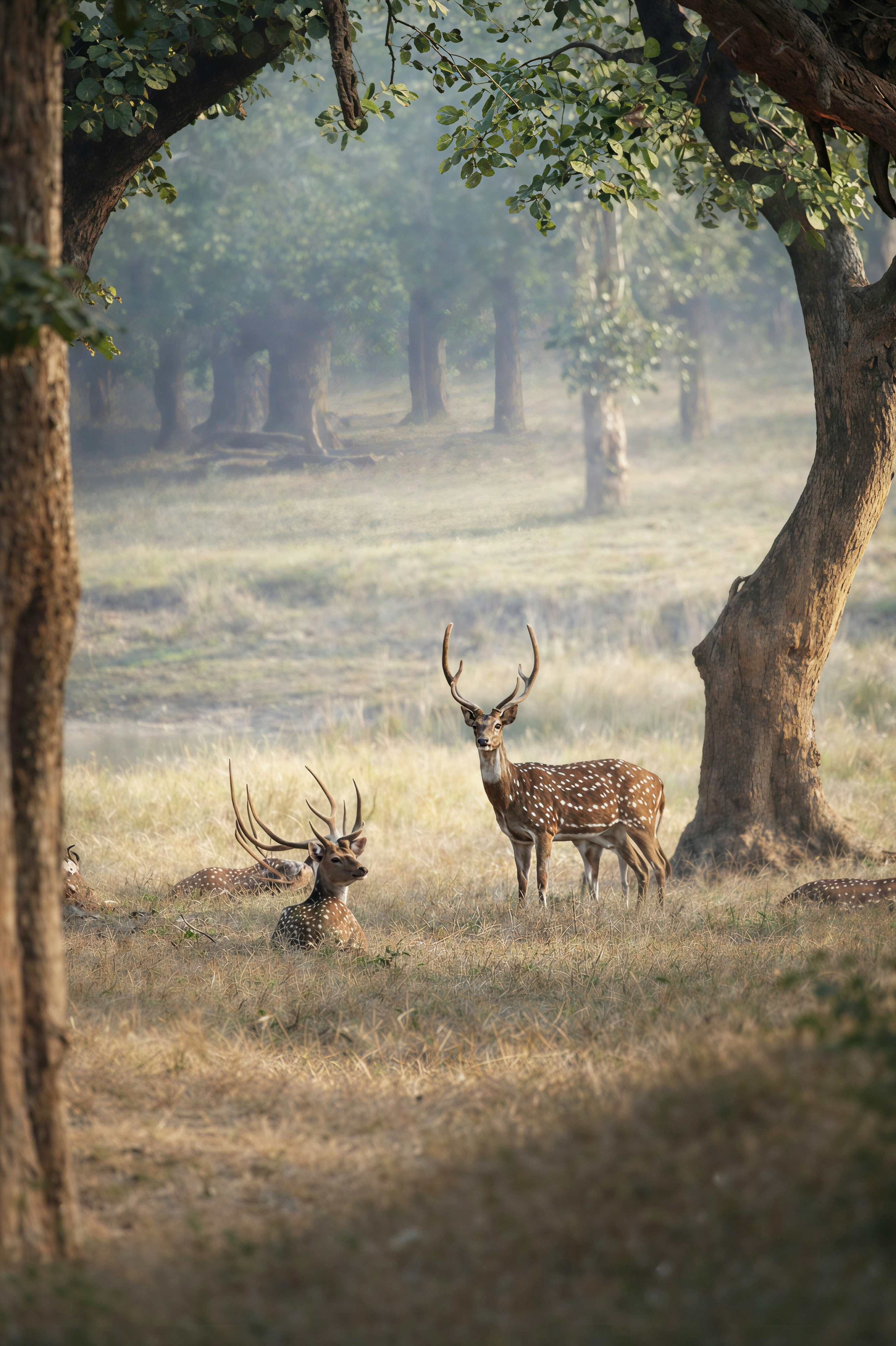 Spotted Deer (Chital)