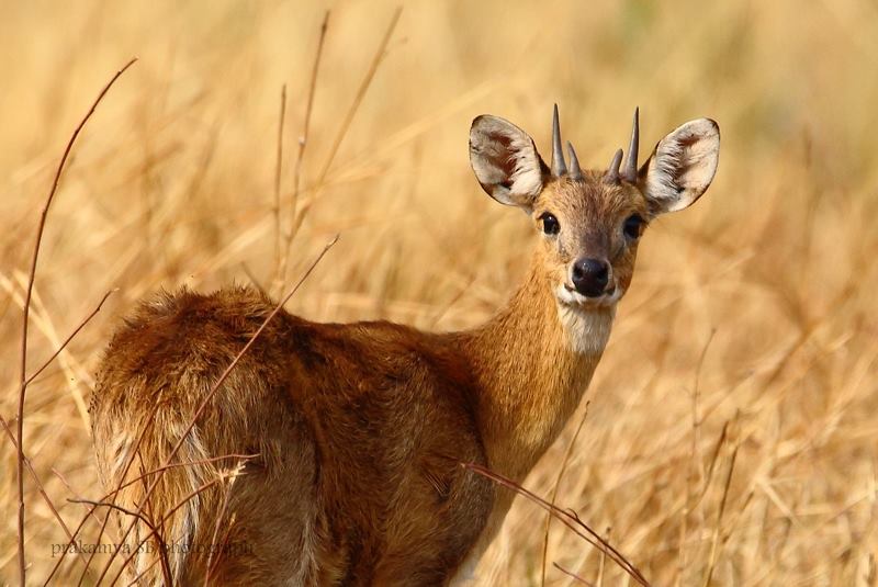Four-Horned Antelope (Chousingha)
