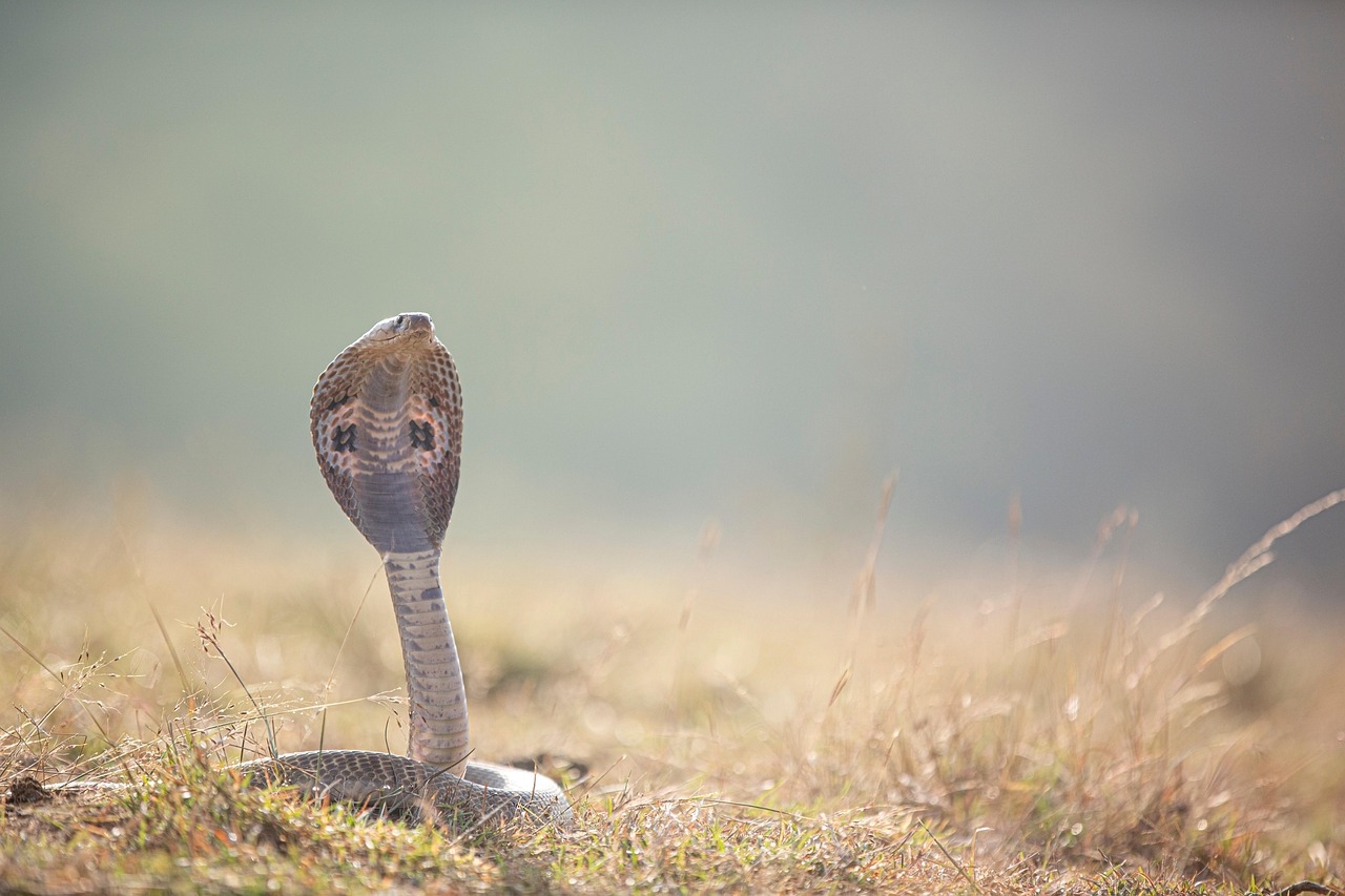 Indian Cobra