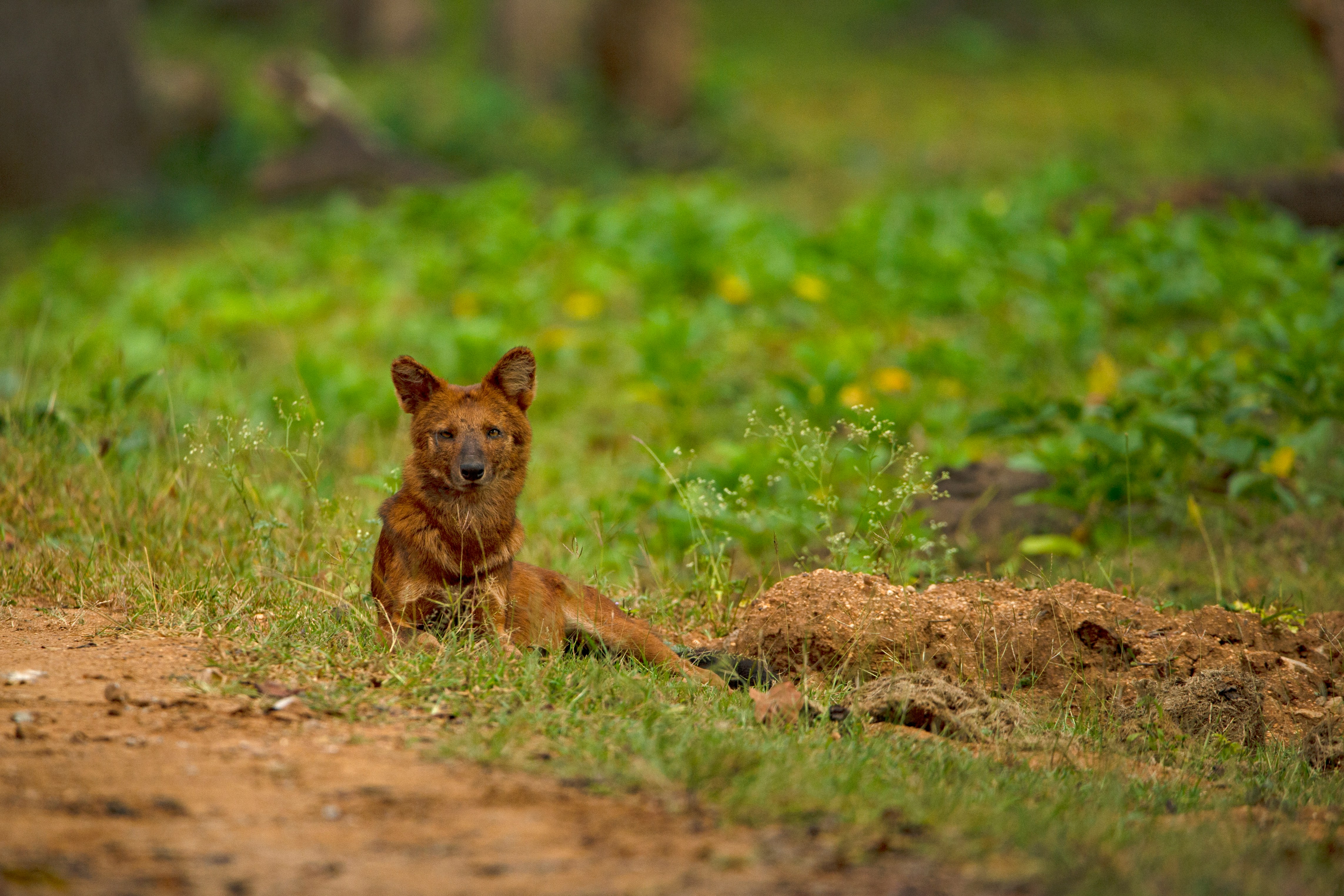 Indian Wild Dog (Dhole)