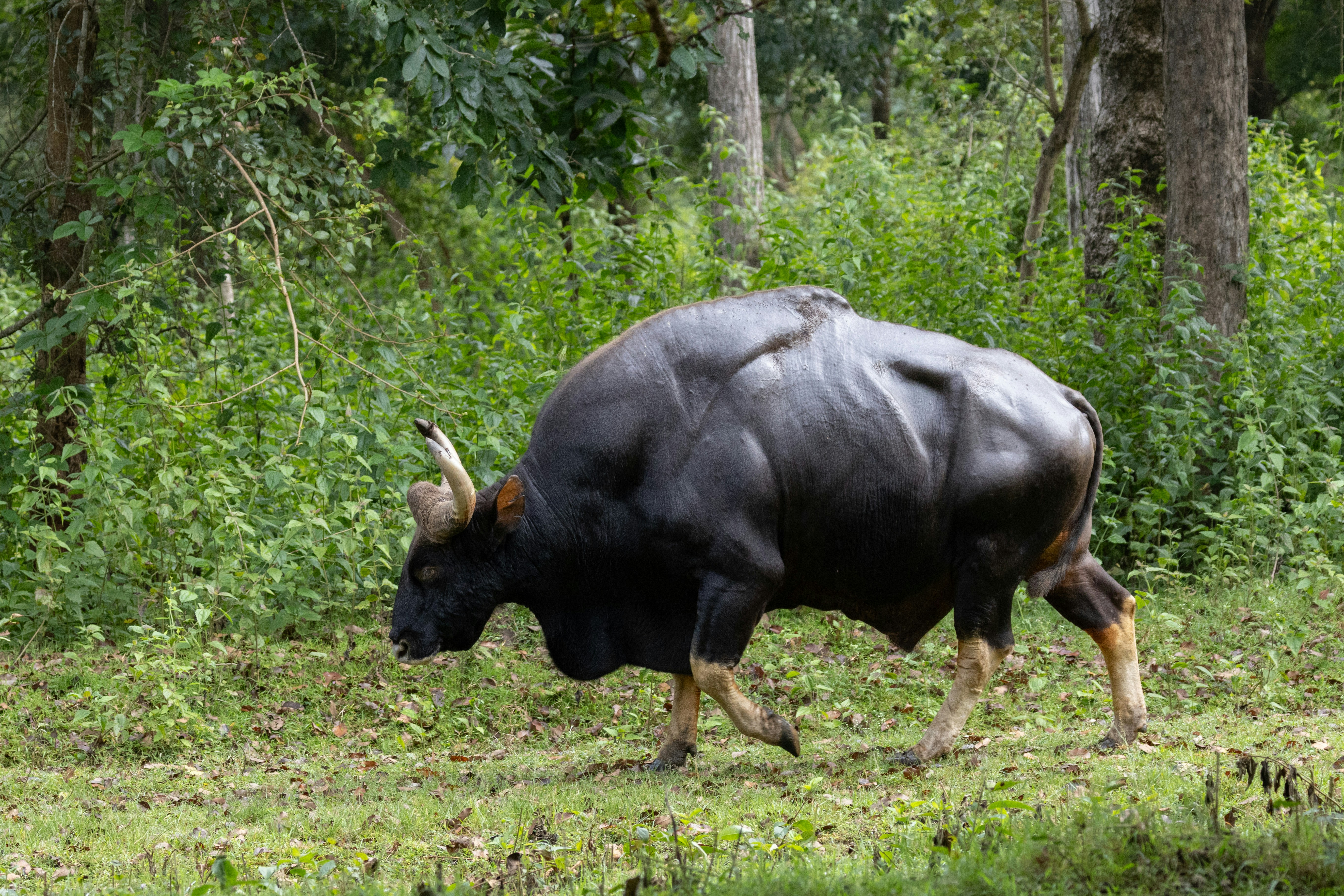 Indian Gaur