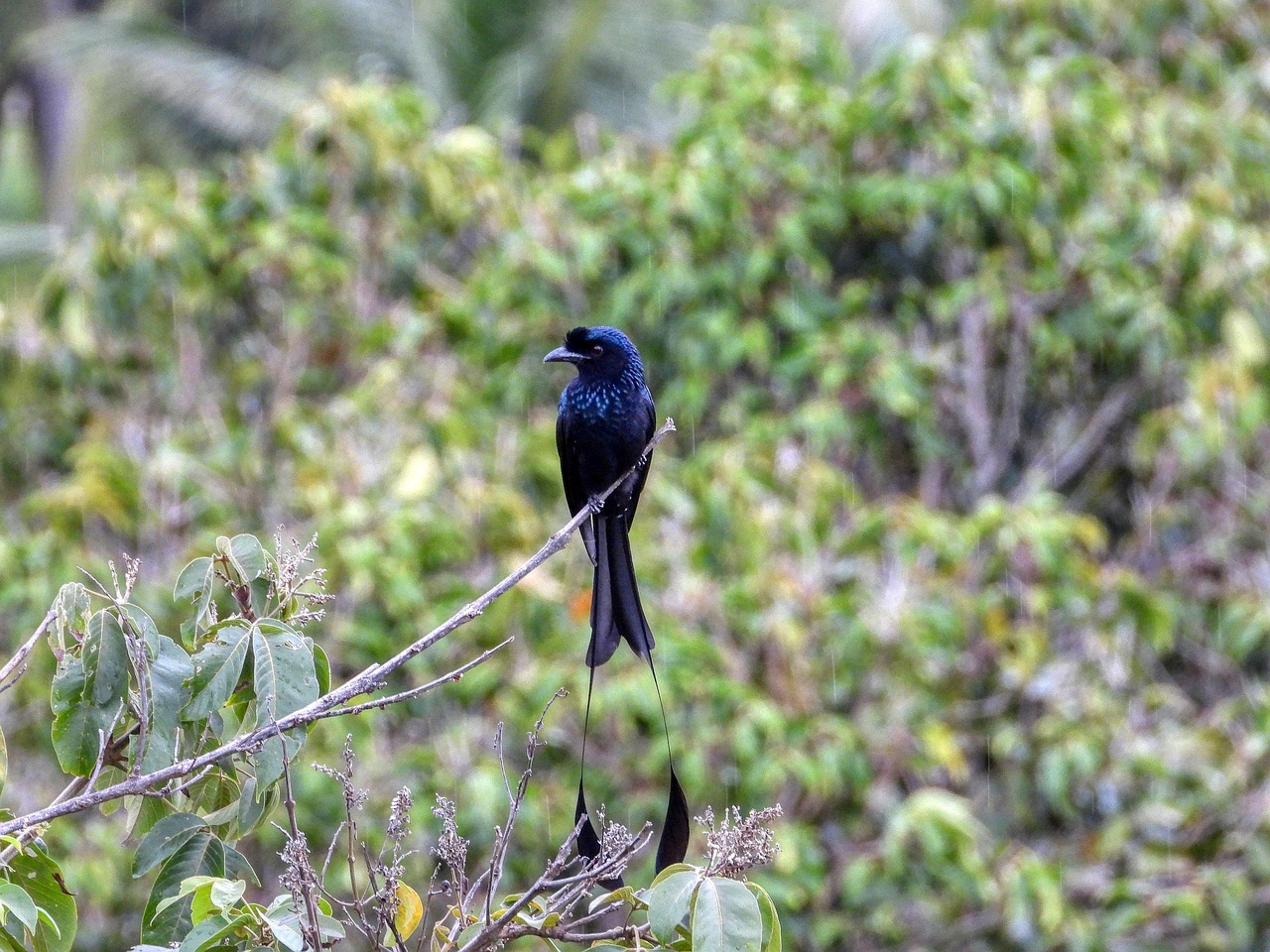 Greater Racket-tailed Drongo
