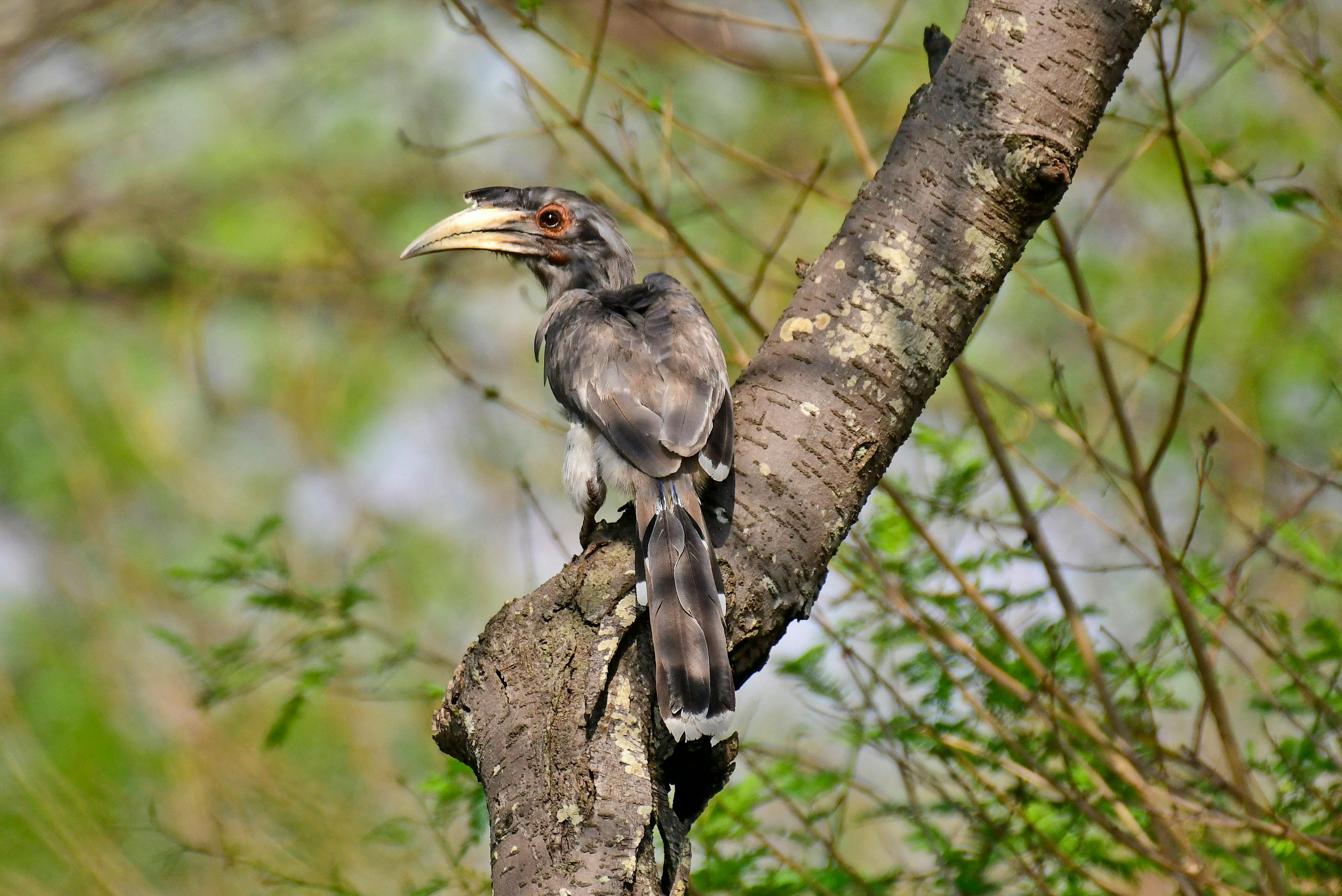 Indian Grey Hornbill
