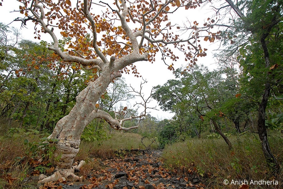 Indian Ghost Tree