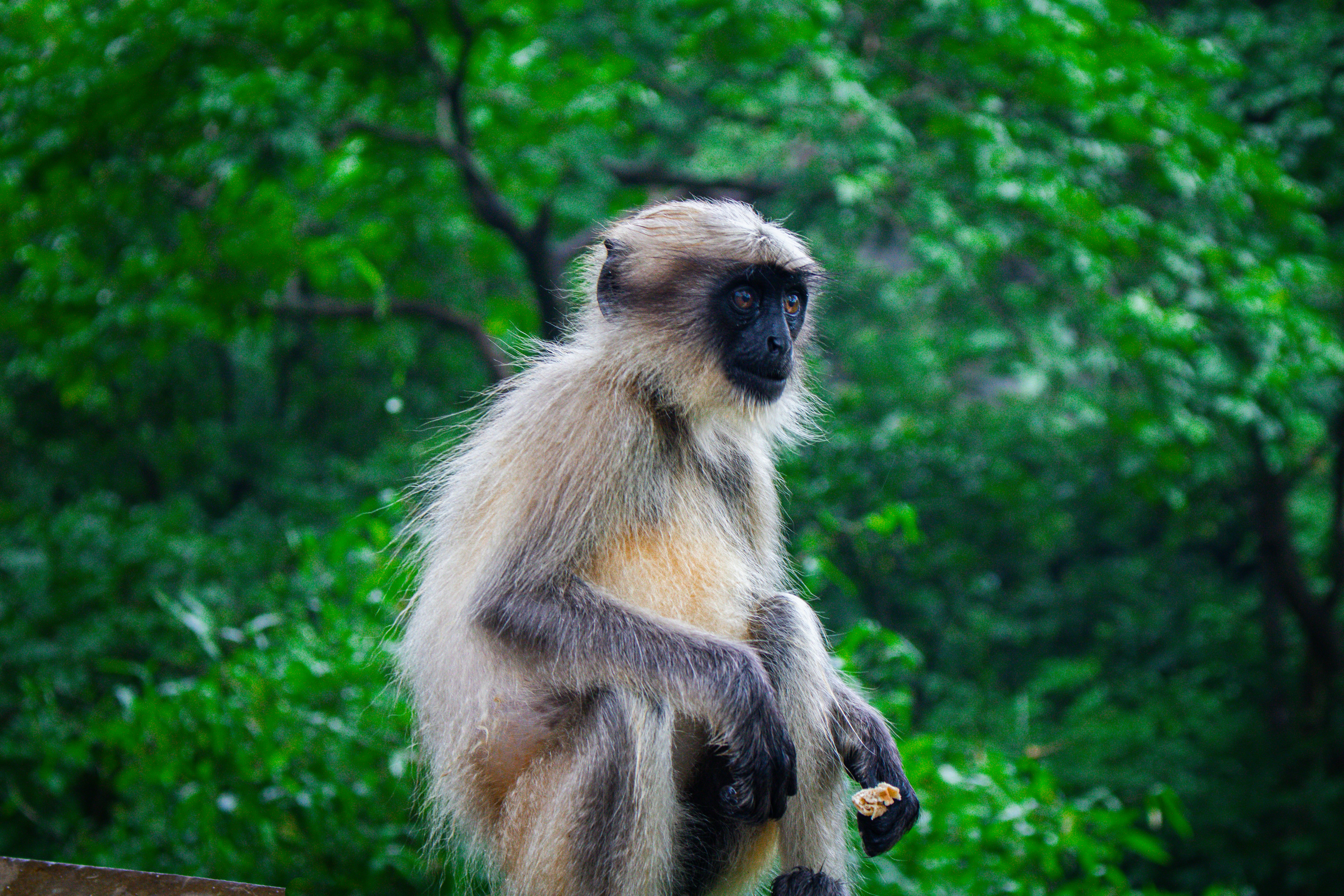 Hanuman Langur