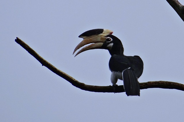 Malabar Pied Hornbill