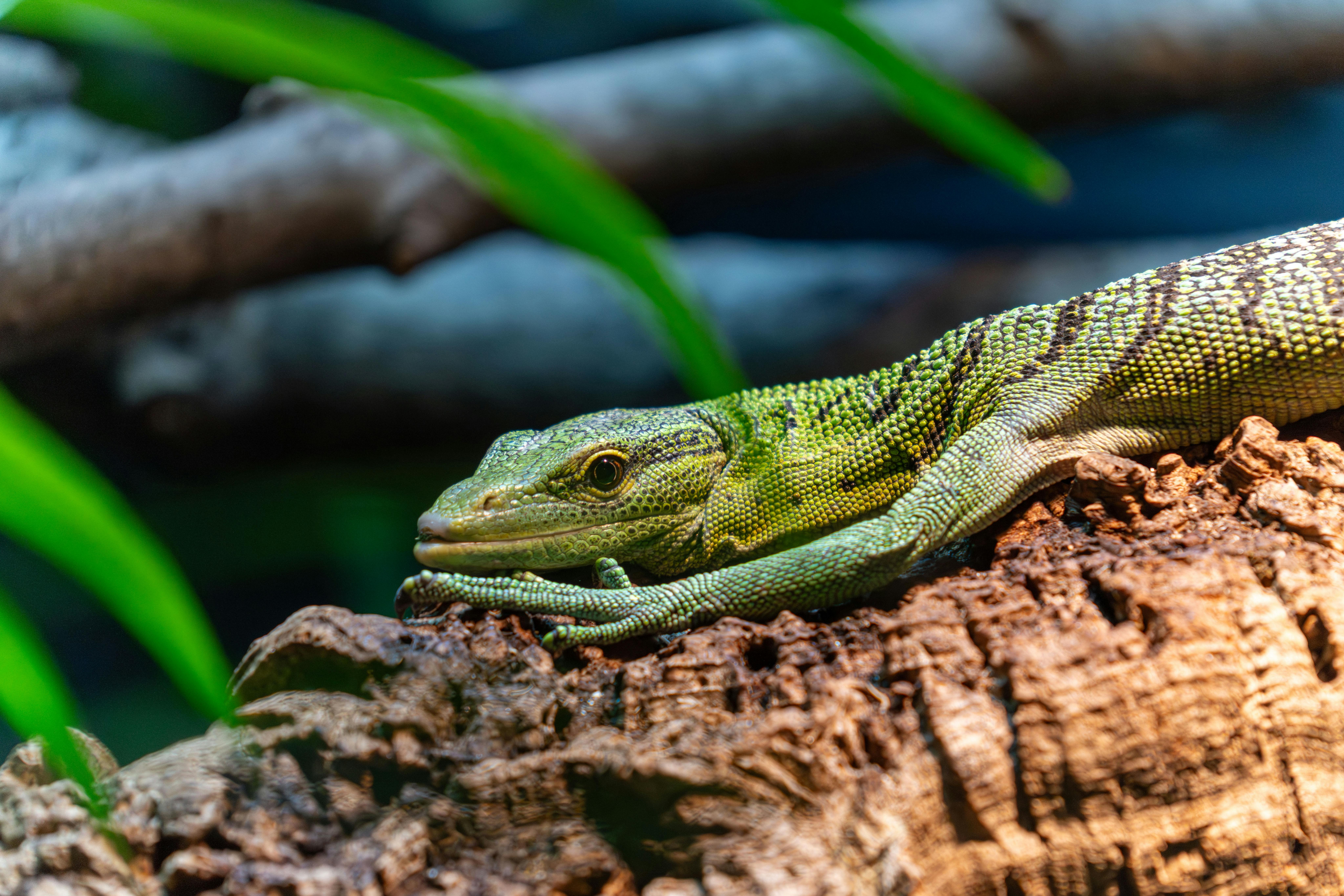Indian Monitor Lizard