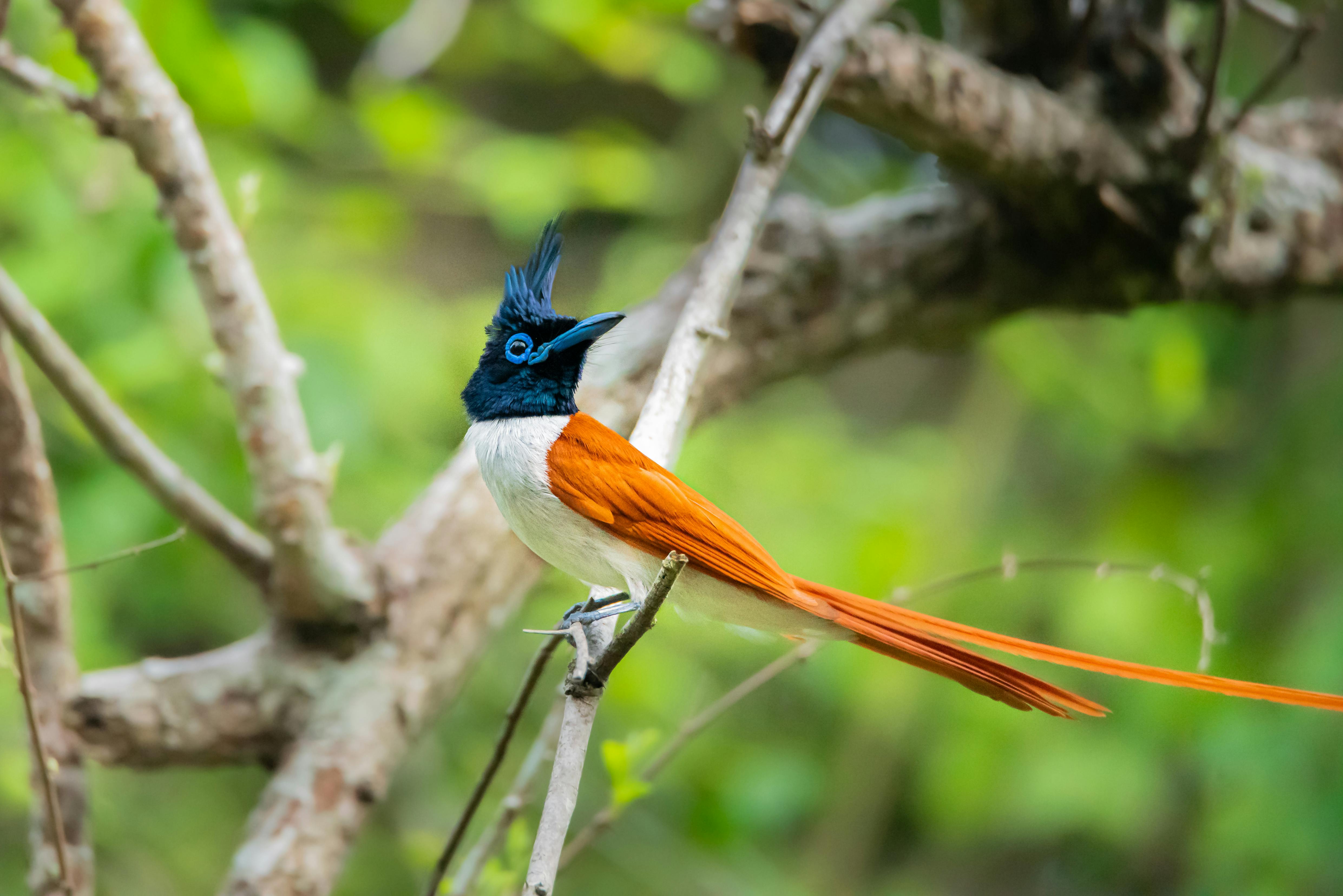 Asian Paradise Flycatcher