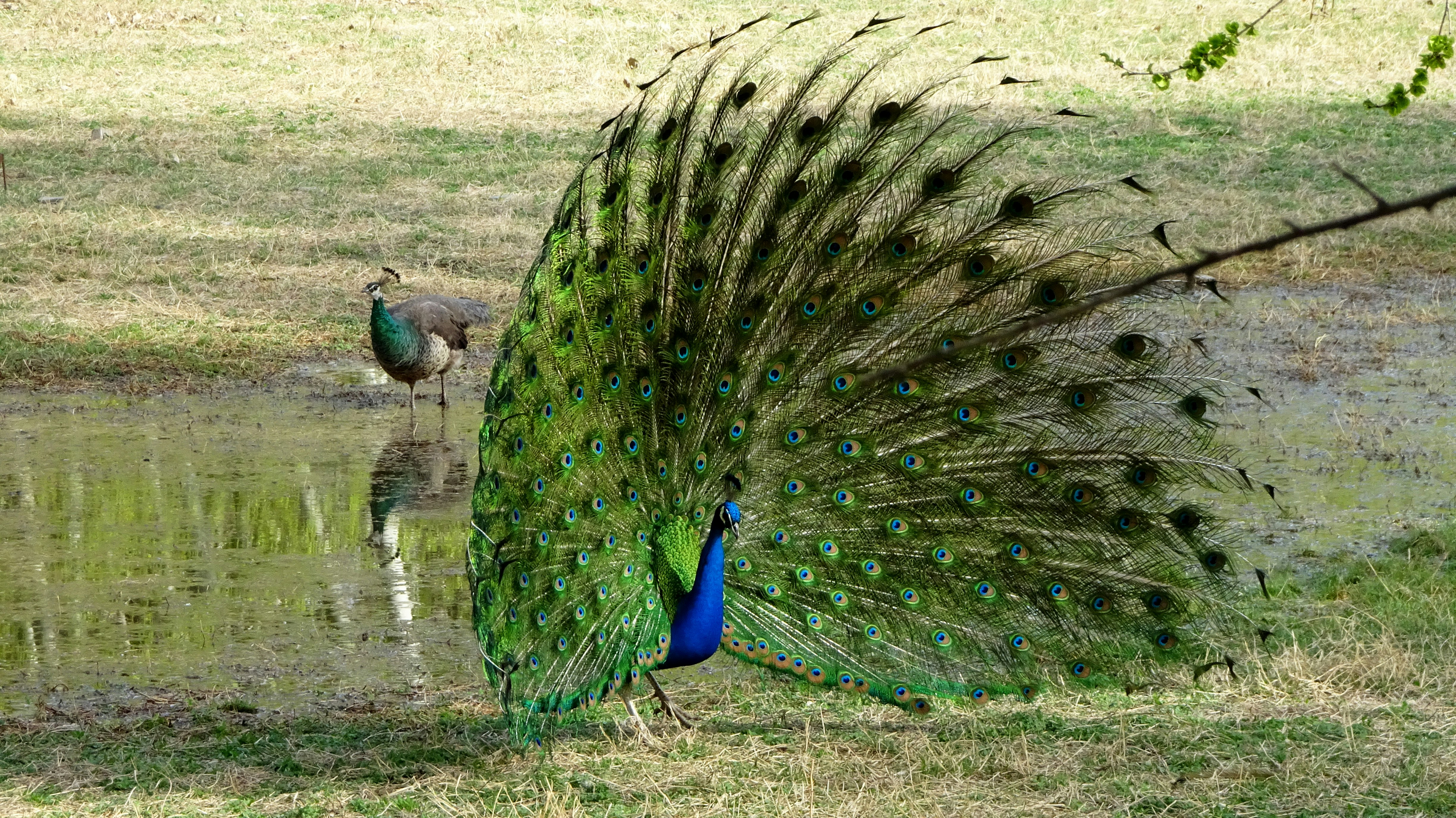 Indian Peafowl (Peacock)