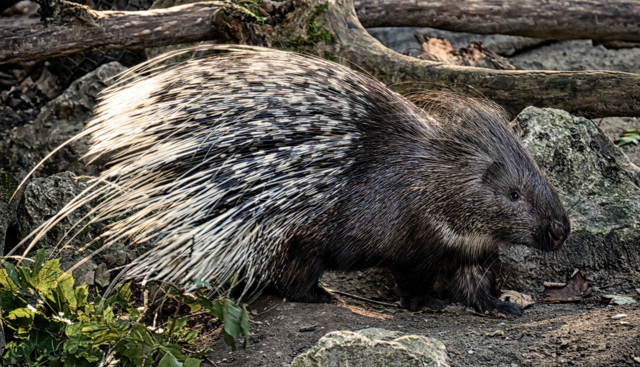 Indian Porcupine