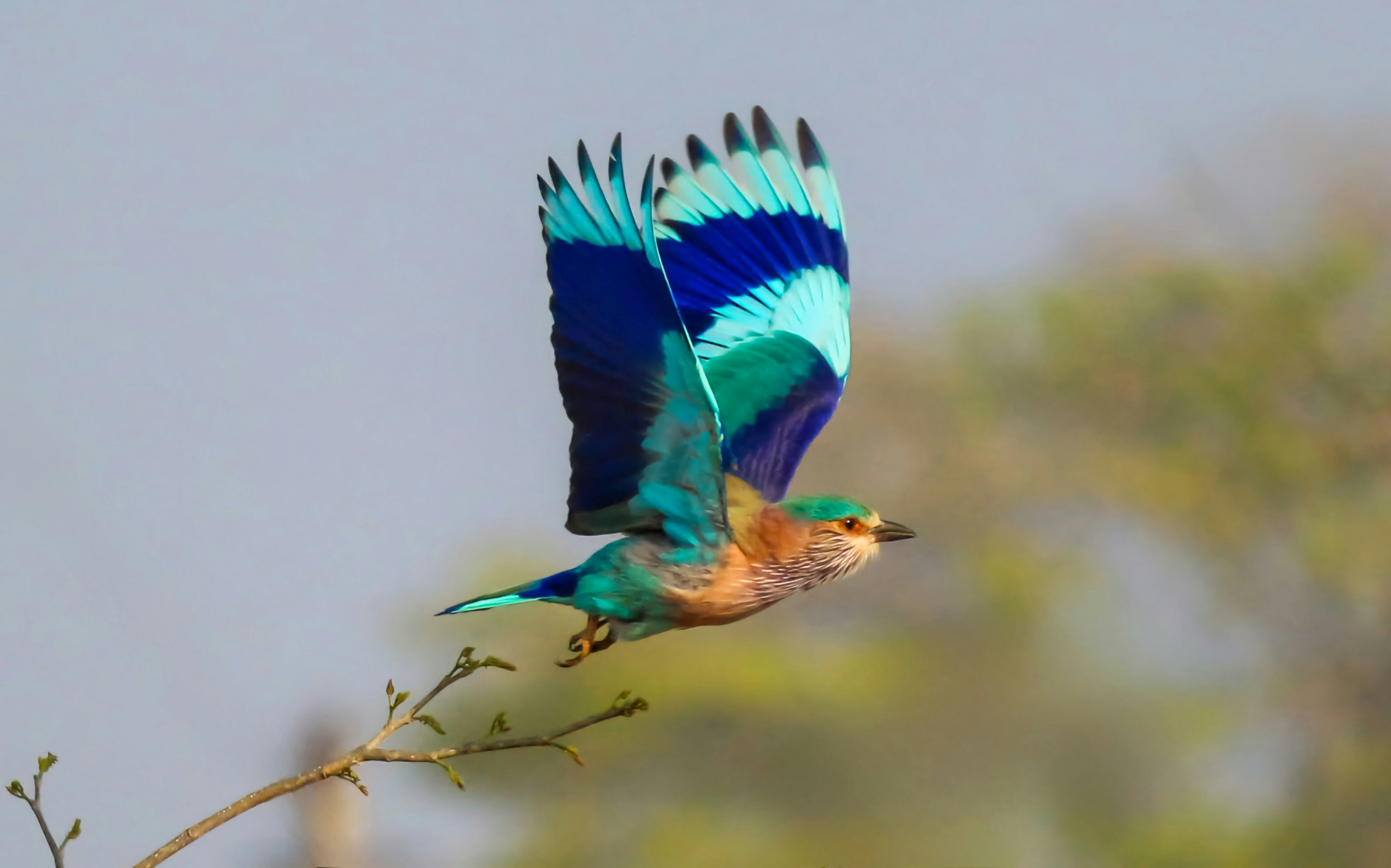 Indian Roller