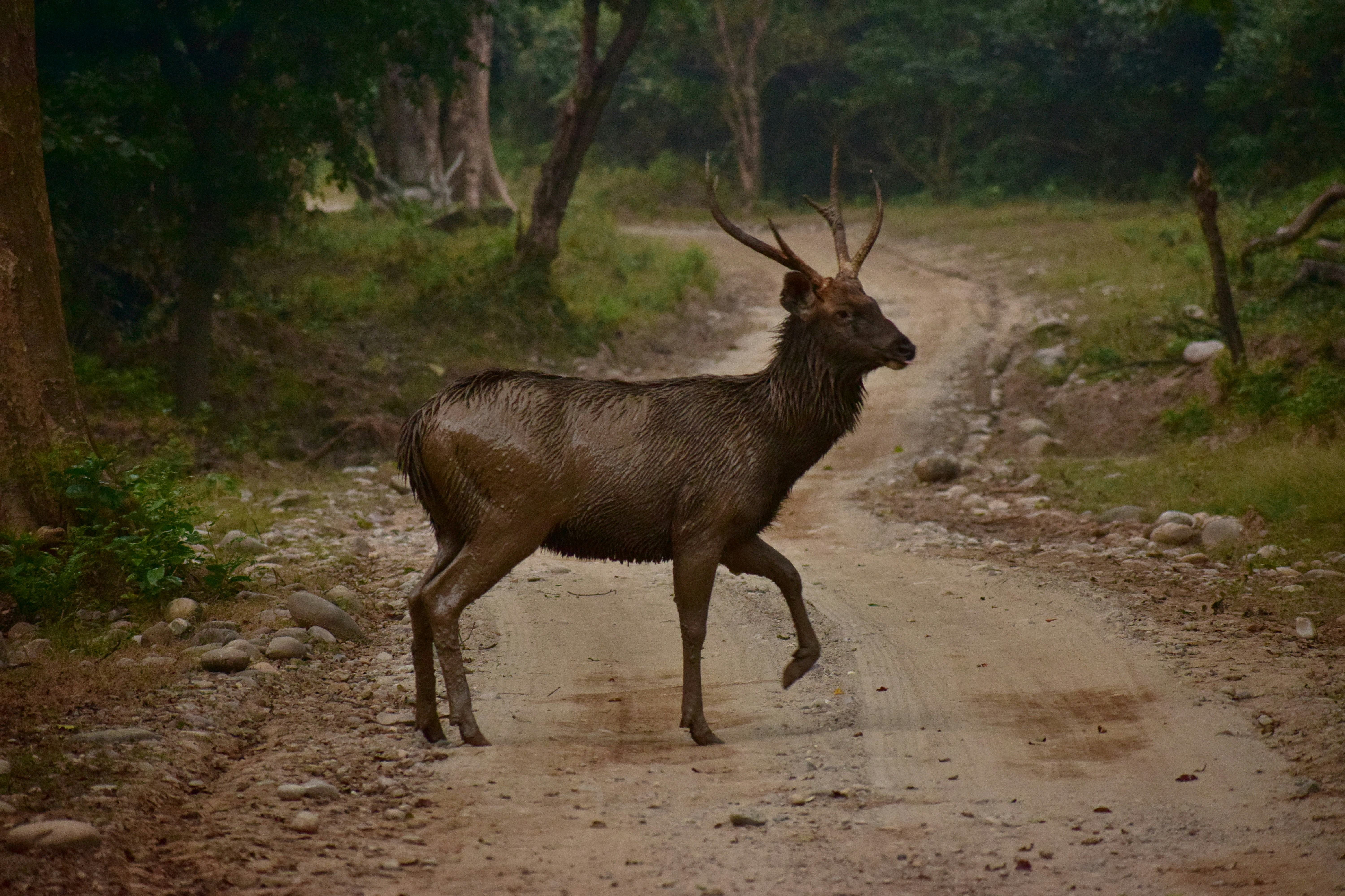 Sambar Deer