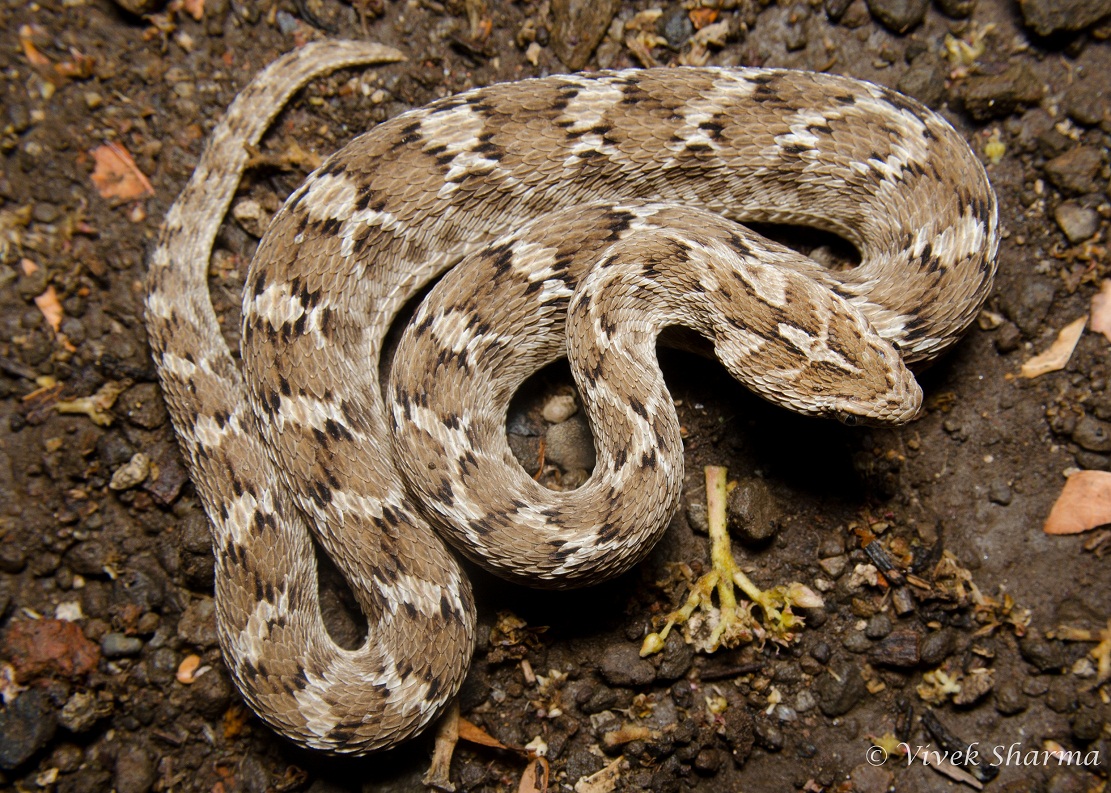 Saw-Scaled Viper