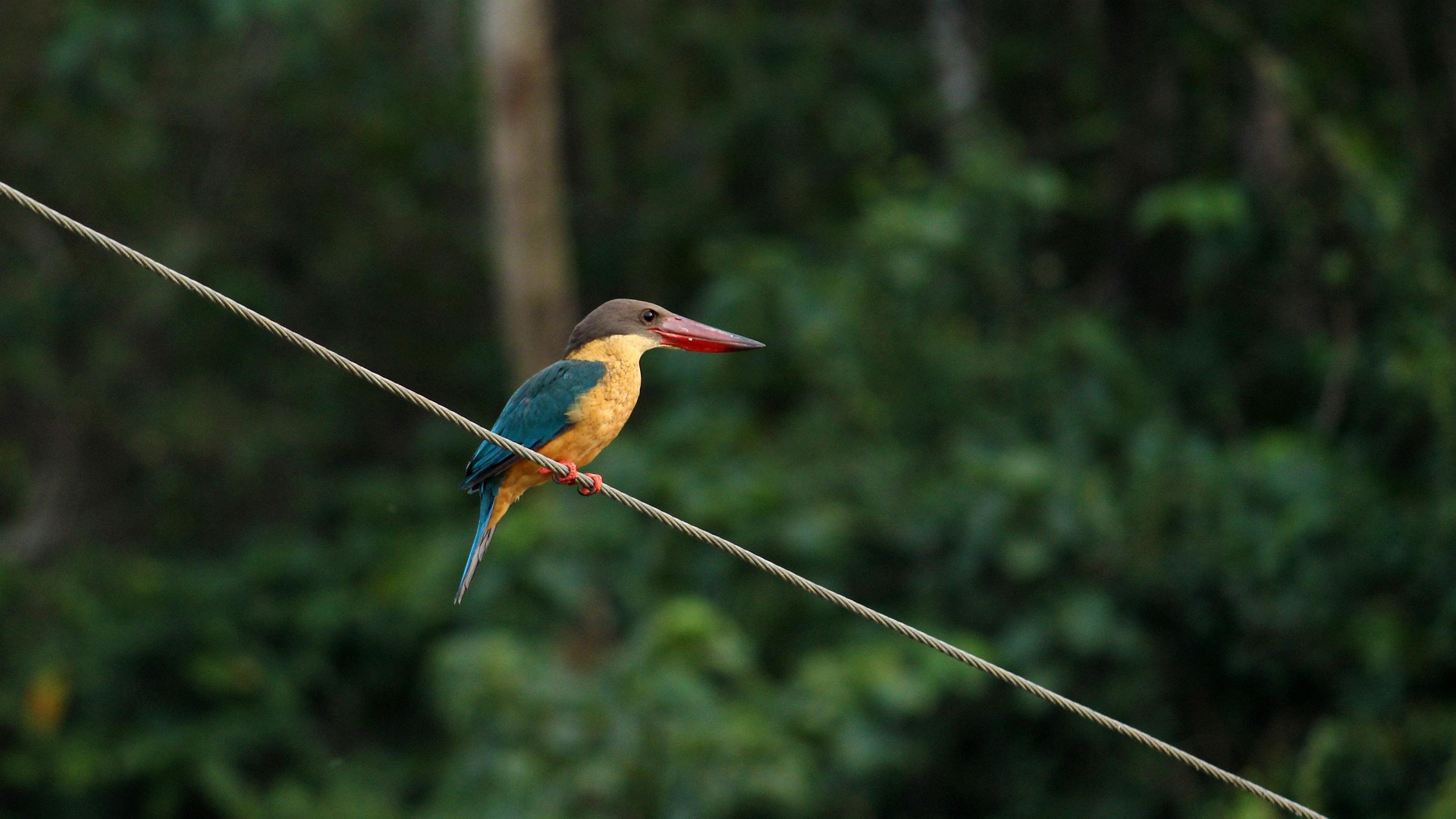 Stork-billed Kingfisher