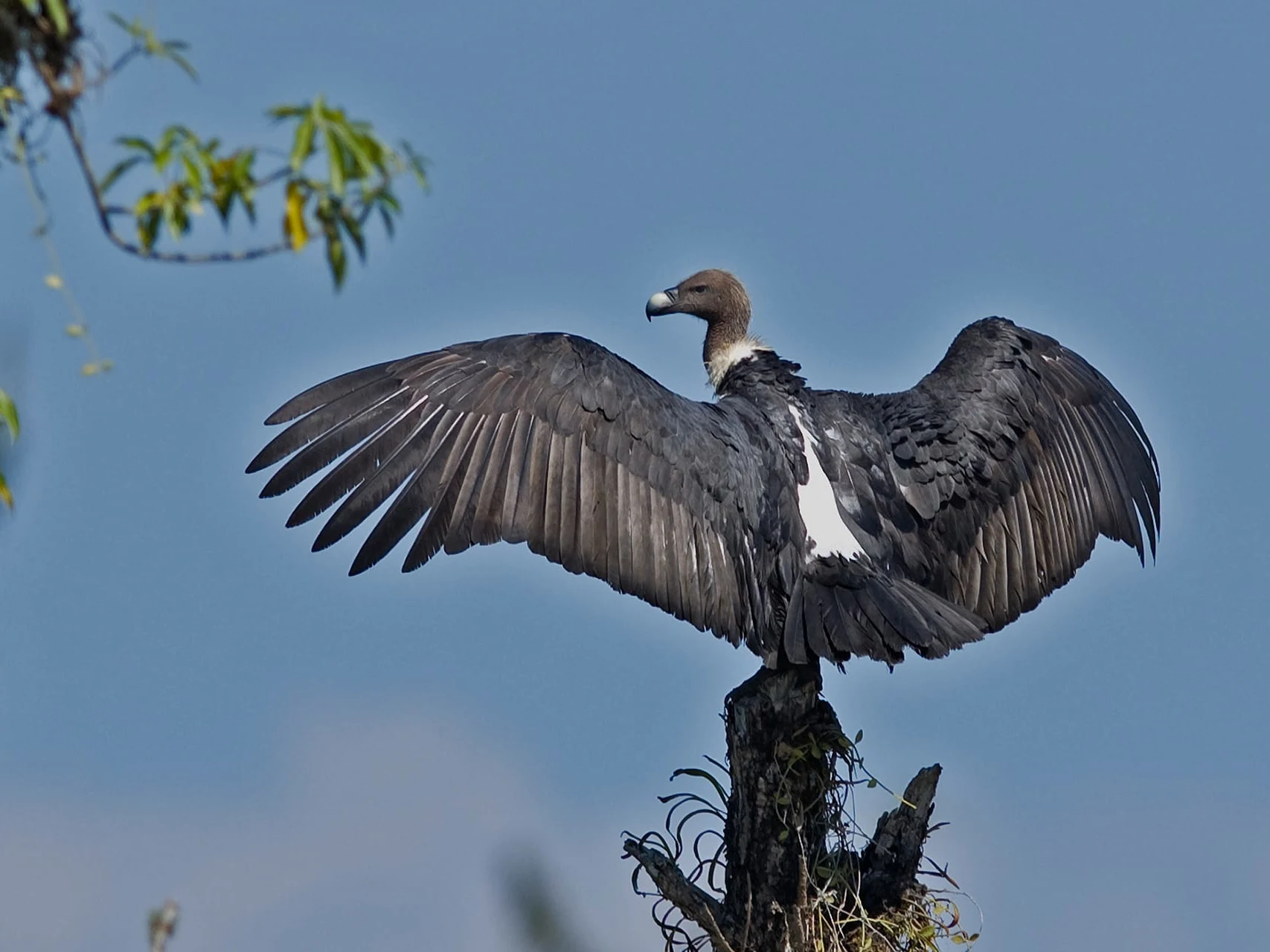 White-rumped Vulture
