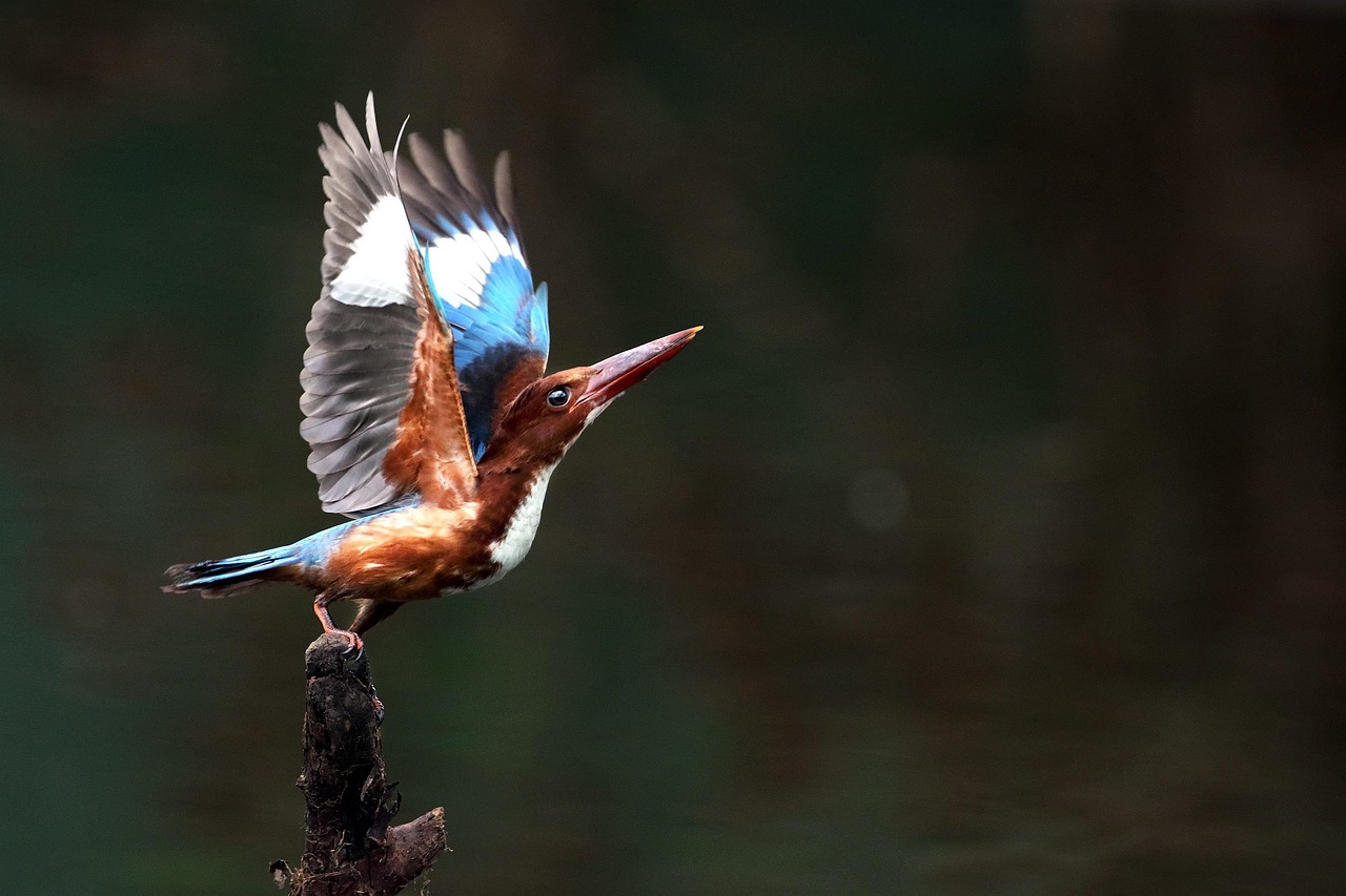 White-throated Kingfisher