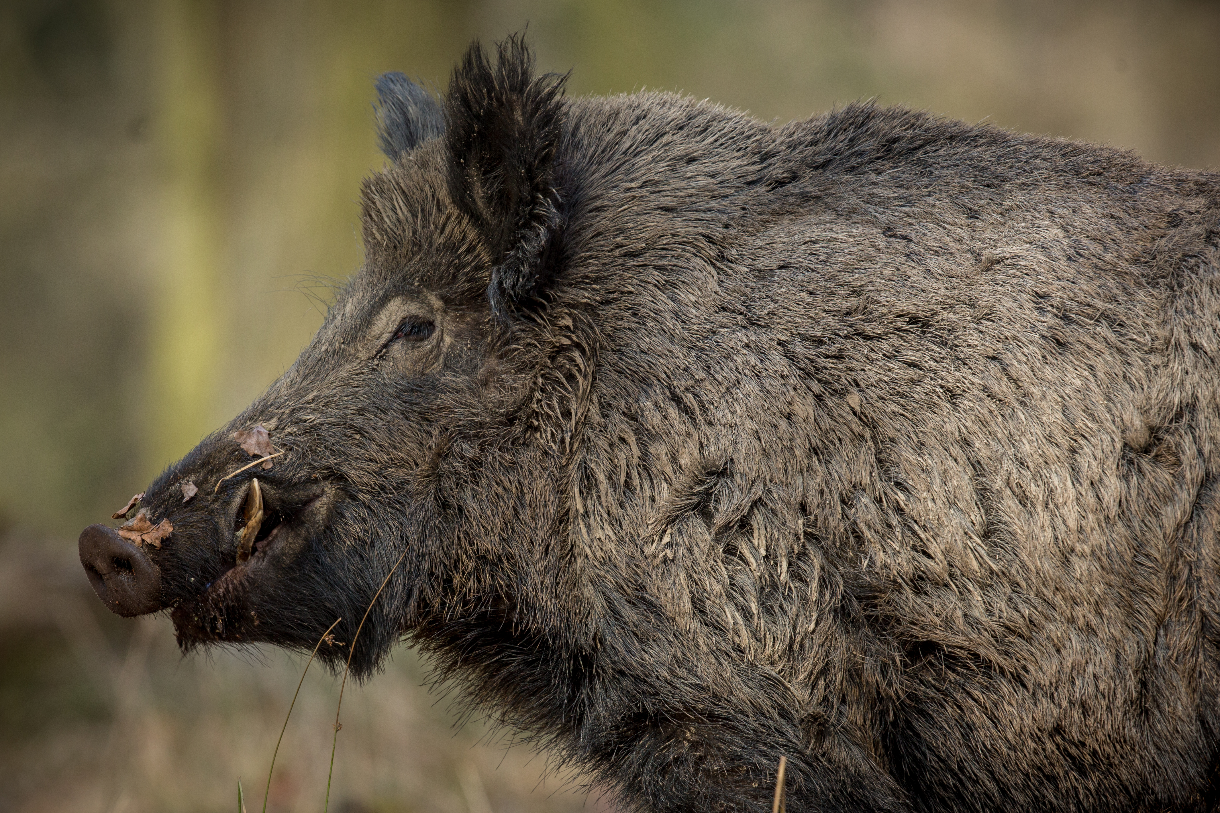 Wild Boar